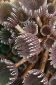Purple feather dusters.  Shot with Canon Digital Rebel in... by Sally D. Thomson 